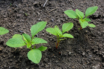 

National Gardens Amaranthus / Amaranth Herb Seeds by National Gardens Seed(1000 per packet)
