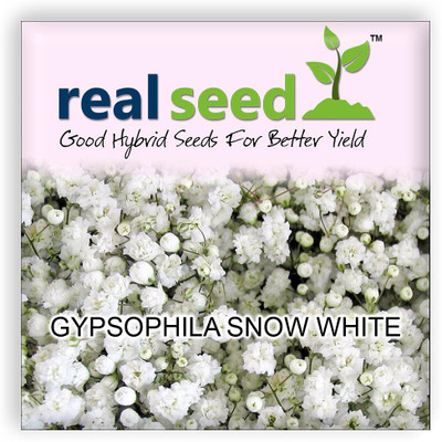 

Real Seed Gypsophila Snow White Seed(80 per packet)