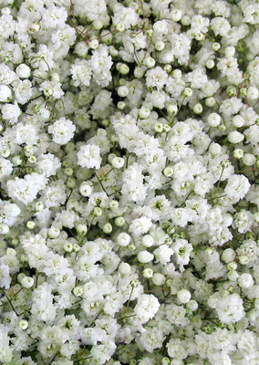 

Real Seed Gypsophila Snow White Hybrid Imported Flower Seeds Seed(80 per packet)