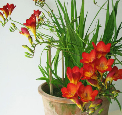 

Futaba Freesia Seed(50 per packet)