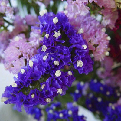 

Biocarve Statice Mix - Limonium sinuatum Seed(50 per packet)