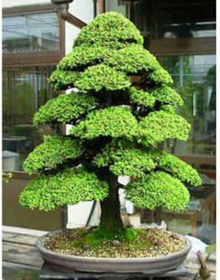 

ROSEMERC Japanese Cedar Semillas Bonsai Seed(20 per packet)