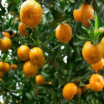 

Futaba Citrus Seed(50 per packet)
