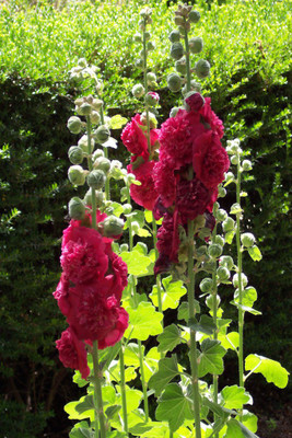 

Seedlings India Hollyhocks Powderfull Double Mixed Hybrid Seed(60 per packet)