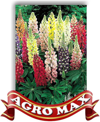 

Agro Max LUPIN ANNUAL MIX Seed(50 per packet)