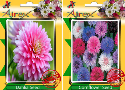 

Airex Dahlia, Cornflower Seed(25 per packet)