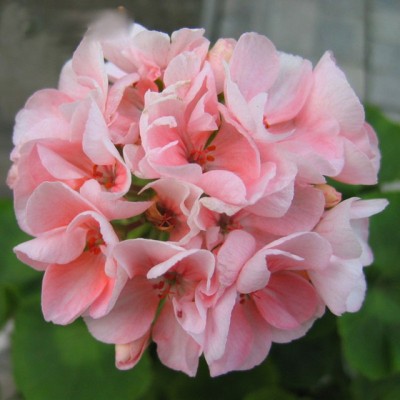 Futaba Rare Pale Pink Univalve Geranium Seed(100 per packet)