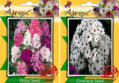 

Airex Phlox, Cineraria Seed(20 per packet)
