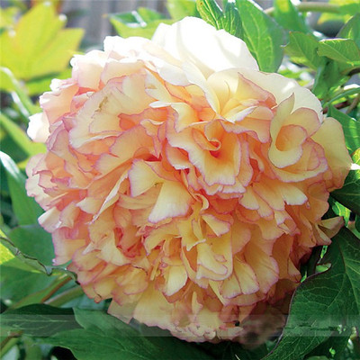 

Futaba Dark Gold Light Red Kinkaku Tree Peony Flower Seed(5 per packet)