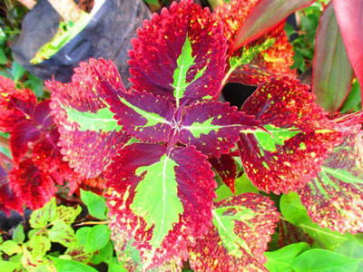 SaaHeli Mayana Seed(10 per packet)
