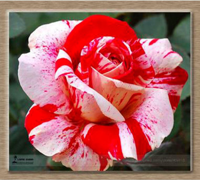 

Rainbow Spring Seeds Bright Red Rose Splashed with White Flower Seed(50 per packet)