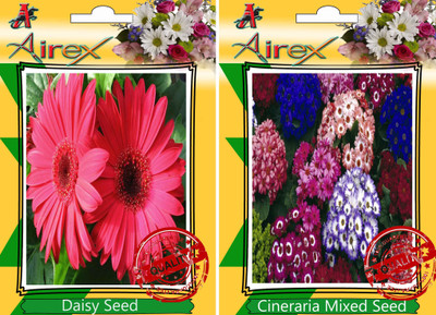 

Airex Daisy, Cineraria Mixed Seed(25 per packet)