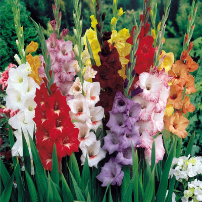 

Agricart Gladiolus Flower Bulbs Mix Seed(10 per packet)