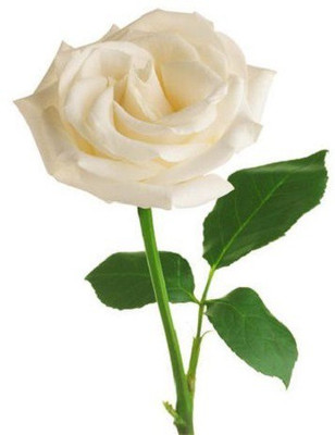 

National Gardens Rose Seed(10 per packet)