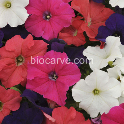 Biocarve Petunia Supercascade Mix Seed(100 per packet)
