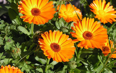 

Green Octane Calendula Flower Seed(60 per packet)