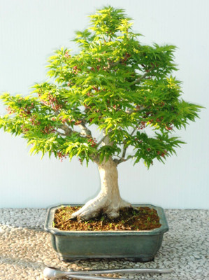 Naturo Imported Bonsai Terry Green Maple Tree Seed(10 per packet)