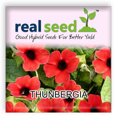 

Real Seed Thunbergia Seed(10 per packet)