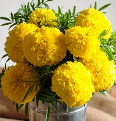

Nooelec India Marigold F2 Seed(100 per packet)