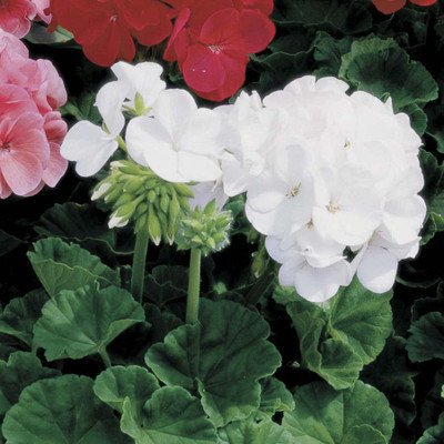 

Biocarve Pelargonium-Geranium Seed(20 per packet)
