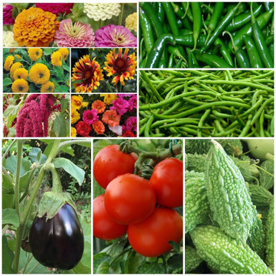 

Biocarve Perfect Kitchen Garden Kit Seed(10 per packet)