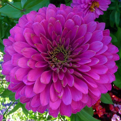 

natural live magenta zinnia flower Seed(100 per packet)