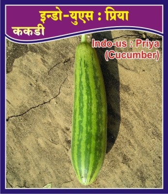 Indous Agriseeds Cucumber Seed Seed(10 per packet)