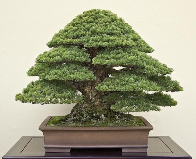 NATIONAL GARDENS Japanese Black Pine Bonsai Seeds by National Gardens Seed(10 per packet)