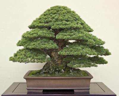 NATIONAL GARDENS Japanese Black Pine Bonsai Seeds by National Gardens Seed(10 per packet)