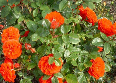

National Gardens Orange Climbing Rose Flower Seeds by National Gardens Seed(10 per packet)