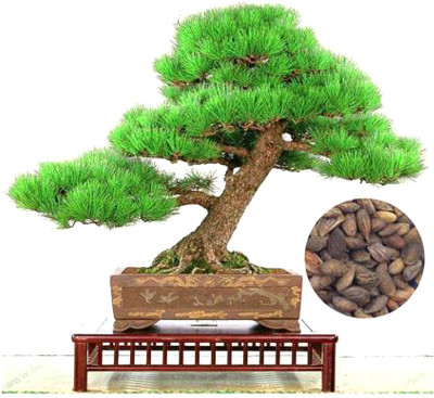 

Rainbow Spring Seeds Bonsai Pinus Thunbergii Tree Seed(30 per packet)