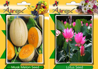 Airex Musk Melon and Lotus Seed(15 per packet)