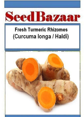 

Seedbazaar Haldi, Curcuma longa, Turmeric Seed(5 per packet)