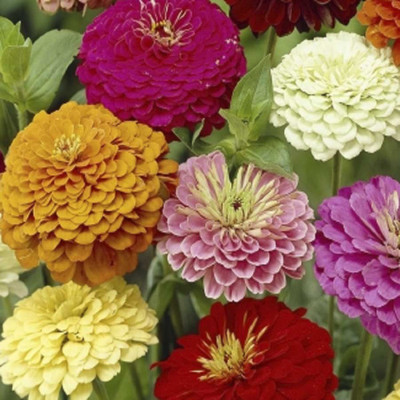

Biocarve Zinnia Dahlia Flowered Mix Seed(50 per packet)