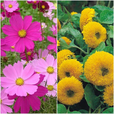 

Biocarve Summer flower kit for Borders pack of 2 Seed(2 per packet)