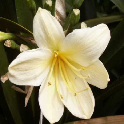 

Futaba Clivia seeds - White Seed(10 per packet)