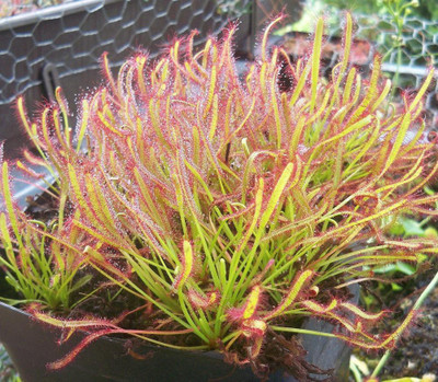 

National Gardens Sundew Seeds - Combo 2 by National Gardens Seed(25 per packet)