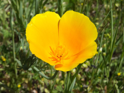

Seedlings india California Poppy Yellow Seed(80 per packet)