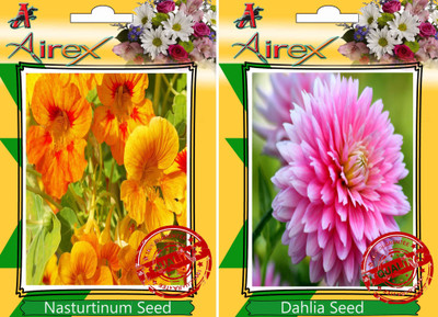 

Airex Nasturtium Mixed, Dahlia Seed(25 per packet)