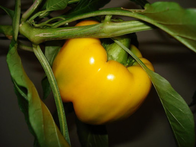 

National Gardens Yellow Capsicum / Pepper Seed(10 per packet)