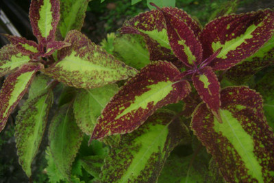

Saaheli Mayana Herb Plant Seeds Seed(10 per packet)