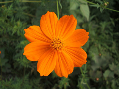 

Green Octane Cosmos Sensational Orange Flower Seed(60 per packet)
