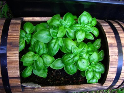 NATIONAL GARDENS Sweet Basil Herb Seeds by National Gardens Seed(50 per packet)