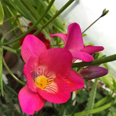 

Futaba Freesia Flower Seeds Pink Seed(100 per packet)