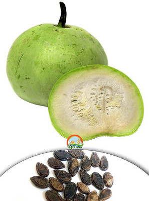 

Agro Max Tinda Seed(20 per packet)