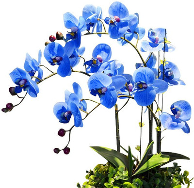 

Futaba Butterfly Orchid Seed(100 per packet)