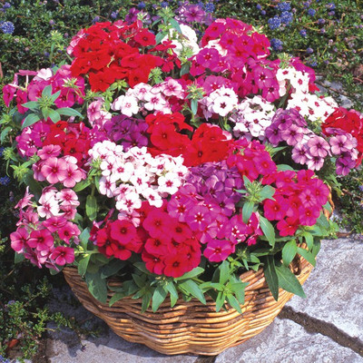 

Nooelec India Phlox Hybrid Mix Seed(25 per packet)