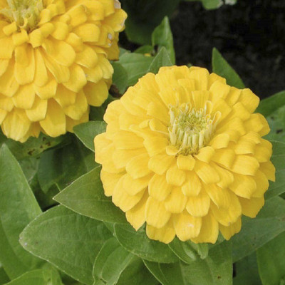 

Biocarve Zinnia Canary Bird Yellow Seed(100 per packet)