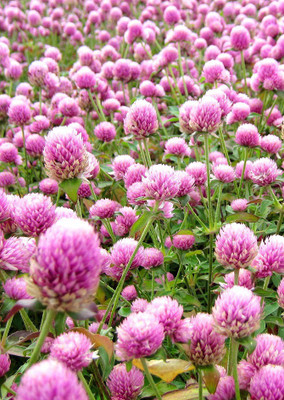 

Real Seed Gomphrena Red Hybrid Seed(30 per packet)