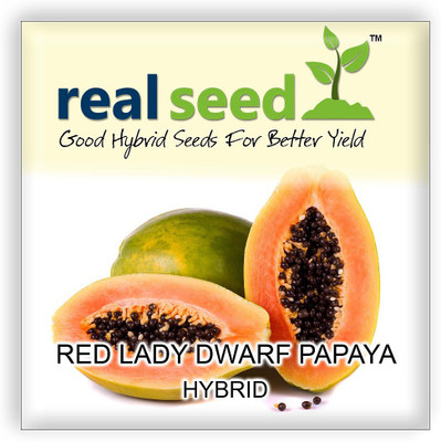 Real Seed Red Lady Dwarf Papaya Hybrid Imported Seed(8 per packet)